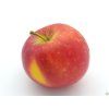 Jabloň 'Bohemia'  Malus domestica 'Bohemia'