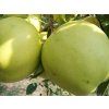 Jabloň 'Denár'  Malus domestica 'Denár'