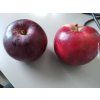 Jabloň 'Discovery'  Malus domestica 'Discovery'