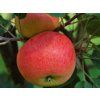 Jabloň 'Discovery'  Malus domestica 'Discovery'