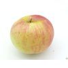 Jabloň 'Freedom'  Malus domestica 'Freedom'