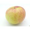 Jabloň 'Freedom'  Malus domestica 'Freedom'