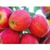 Jabloň 'Gala Must'  Malus domestica 'Gala Must'