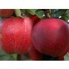 Jabloň 'Gala Zuzi'  Malus domestica 'Gala Zuzi'