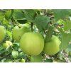 Jabloň 'Granny Smith'  Malus domestica'Granny Smith'