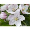 Jabloň 'Jonagold'  Malus domestica 'Jonagold'