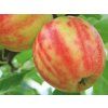Jabloň 'Karneval'  Malus domestica'Karneval'