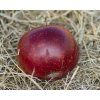 Jabloň sloupovitá 'Maypole'  Malus domestica 'Maypole'