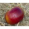 Jabloň sloupovitá 'Maypole'  Malus domestica 'Maypole'