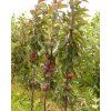 Jabloň sloupovitá 'Maypole'  Malus domestica 'Maypole'