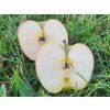 Jabloň 'Merkur'  Malus domestica 'Merkur'