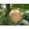 Jabloň 'Piros'  Malus domestica 'Piros'