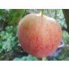 Jabloň 'Piros'  Malus domestica 'Piros'