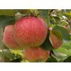 Jabloň 'Piros'  Malus domestica 'Piros'