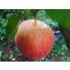 Jabloň 'Piros'  Malus domestica 'Piros'