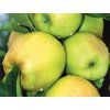 Jabloň 'Produkta'  Malus domestica 'Produkta'
