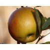 Jabloň 'Red Boskoop'  Malus domestica 'Red Boskoop'