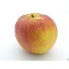 Jabloň 'Red Boskoop'  Malus domestica 'Red Boskoop'