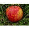 Jabloň 'Red Boskoop'  Malus domestica 'Red Boskoop'