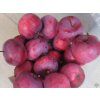 Jabloň 'Red Love'  Malus domestica 'Red Love'