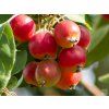 Jabloň okrasná 'Red Sentinel'  Malus 'Red Sentinel'
