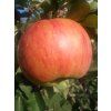 Jabloň 'Rubinstep'  Malus domestica 'Rubinstep'