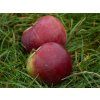 Jabloň 'Spartan'  Malus domestica 'Spartan'