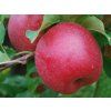 Jabloň 'Šampion Red'  Malus domestica 'Šampion Red'