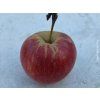 Jabloň 'Zlatá Reneta (Parména Zlatá)'  Malus domestica 'Zlatá Reneta (Parména Zlatá)'