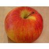 Jabloň 'Zlatá Reneta (Parména Zlatá)'  Malus domestica 'Zlatá Reneta (Parména Zlatá)'