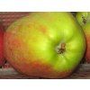 Jabloň 'Zuzana'  Malus domestica 'Zuzana'