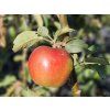 Malus Baiba