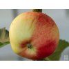 Jabloň sloupovitá 'Baiba'  Malus domestica 'Baiba'