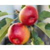 Jabloň sloupovitá 'Canadian'  Malus domestica 'Canadian'