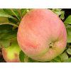 Jabloň sloupovitá 'Ciepa'  Malus domestica 'Ciepa'