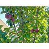 Jabloň sloupovitá 'Gatis'  Malus domestica 'Gatis'