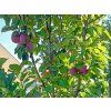 Jabloň sloupovitá 'Gatis'  Malus domestica 'Gatis'