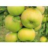 Jabloň sloupovitá 'Greencats'  Malus domestica 'Greencats'