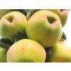 Jabloň sloupovitá 'Kordona'  Malus domestica 'Kordona'