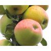 Jabloň sloupovitá 'Kordona'  Malus domestica 'Kordona'
