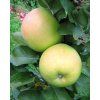 Jabloň sloupovitá 'Nataliuška'  Malus domestica 'Nataliuška'