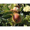 Jabloň sloupovitá 'Pompink Ginover'  Malus domestica 'Pompink Ginover'