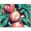 Jabloň sloupovitá 'Pompink Ginover'  Malus domestica 'Pompink Ginover'