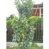 Jabloň sloupovitá 'President'  Malus domestica 'President'