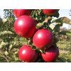 Jabloň sloupovitá 'Red Spring'  Malus domestica 'Red Spring'