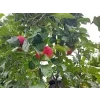 Jabloň sloupovitá 'Uldis'  Malus domestica 'Uldis'