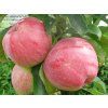 Jabloň sloupovitá 'Uldis'  Malus domestica 'Uldis'