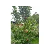 Jabloň sloupovitá 'Uldis'  Malus domestica 'Uldis'