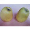 Jabloň 'Zvonkové'  Malus domestica 'Zvonkové'