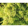 43881 1 jalovec prostredni king of spring
